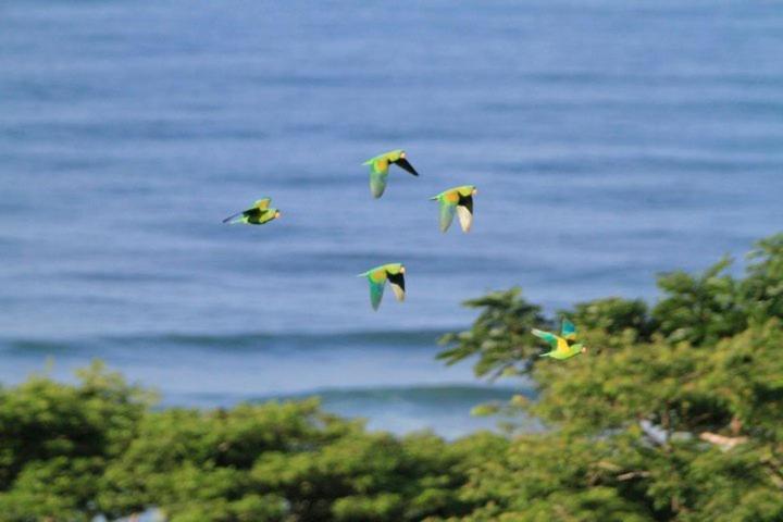Santa Teresa Surf Vista Villas Playa Santa Teresa  エクステリア 写真